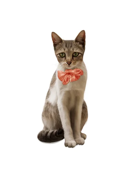 Cat with pink bow — Stock Photo, Image