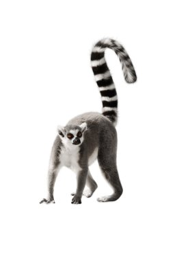 Lemur with  raised tai clipart