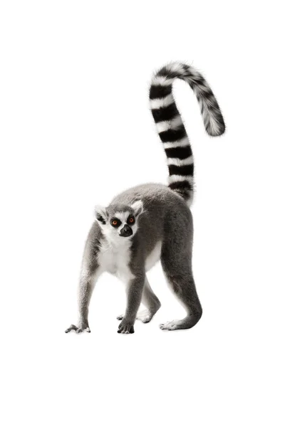 Lemur com tai levantado Fotos De Bancos De Imagens