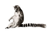Zábavné lemur s dlouhým ocasem