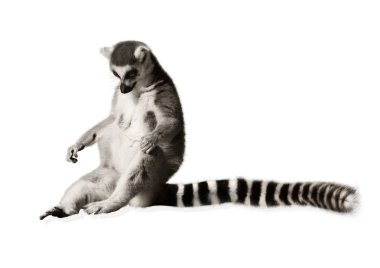 Lemur uzun kuyruk ile eğlenceli
