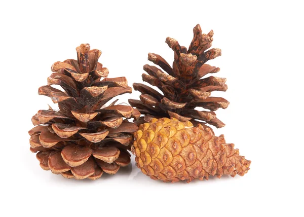 Pine cones — Stock Photo, Image