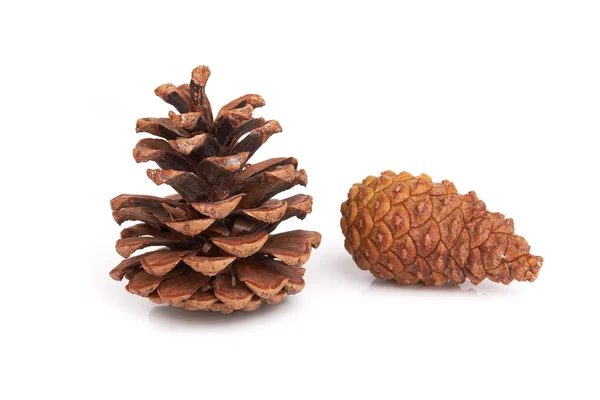 Pine cones — Stock Photo, Image