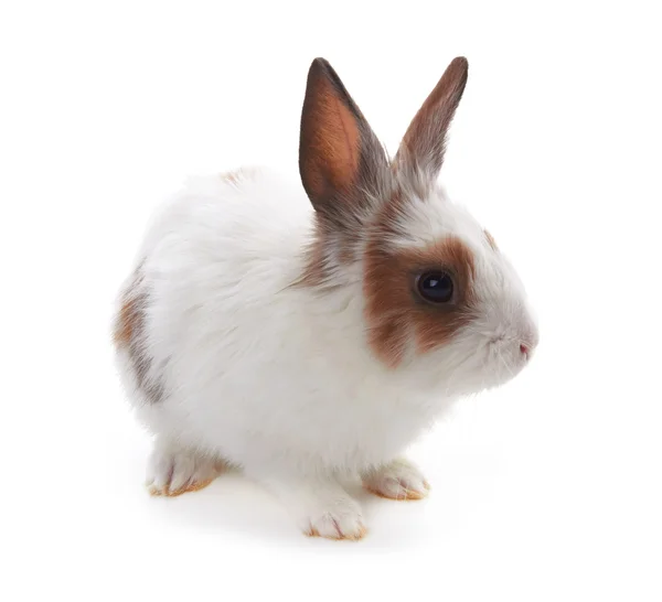 Rabbit  on  white Royalty Free Stock Photos
