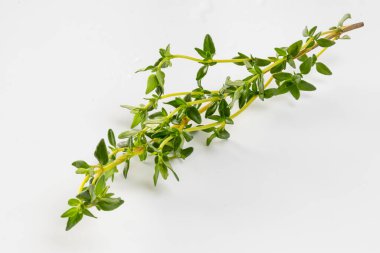 beyaz zemin üzerine kekik