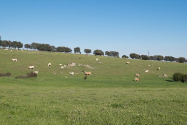 Birçok inekler otlatma alanındaki
