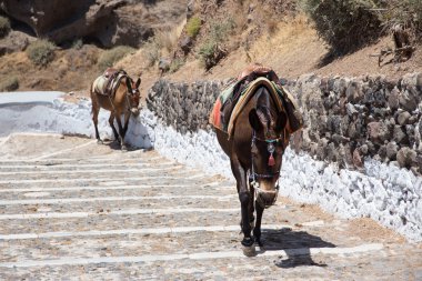Santorini, Yunanistan için merdivenlerden yukarı gidiş eşekler
