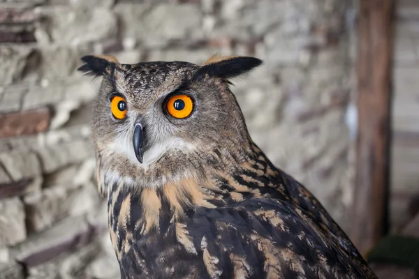 Beautiful captive owl — Stock Photo, Image
