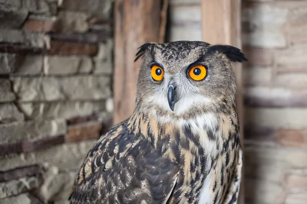 Beautiful captive owl — Stock Photo, Image