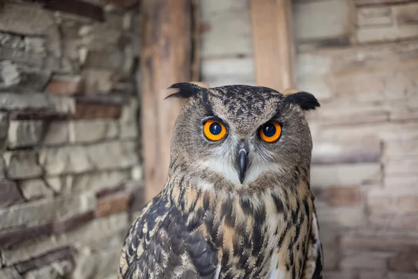 Beautiful captive owl — Stock Photo, Image