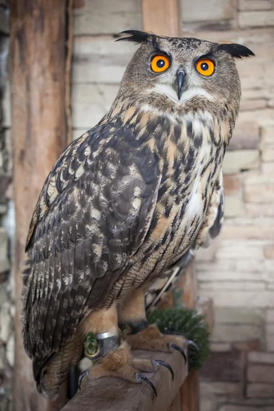 Beautiful captive owl — Stock Photo, Image