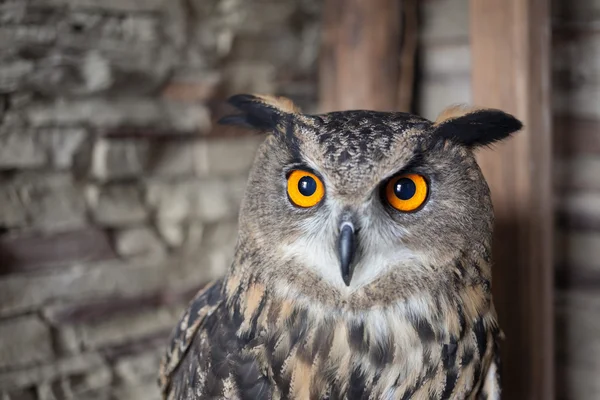 Beautiful captive owl — Stock Photo, Image