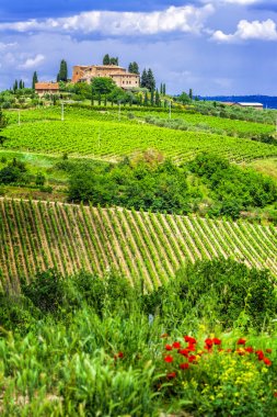 Wineyards Toskana, İtalya