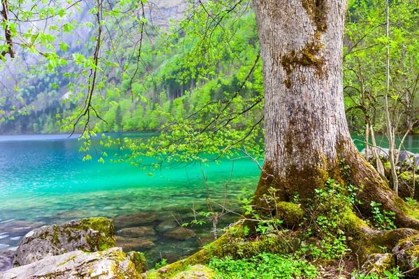 Bayerische Natur - türkisfarbener Königssee — Stockfoto