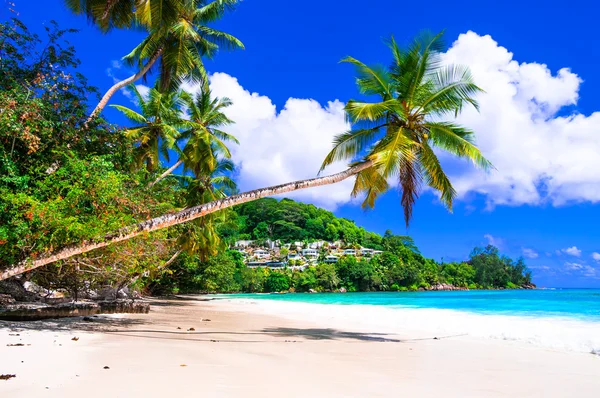 Perfecto paisaje de playa tropical - palmera sobre el mar turquesa — Foto de Stock