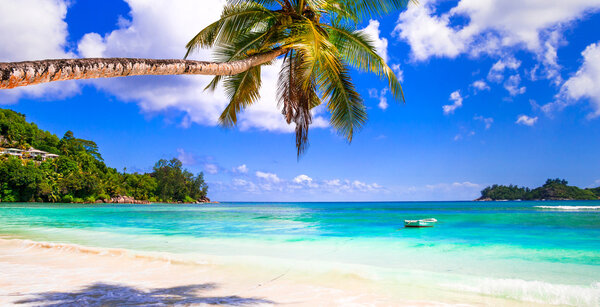 Прекрасный тропический пейзаж, пальма над бирюзовым морем
