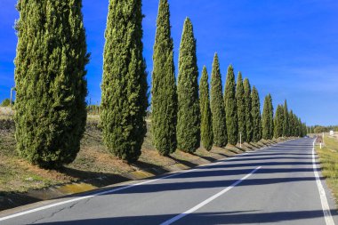 Selvi dolu bir yol. İtalya, Toskana 'nın tipik kırsal manzarası