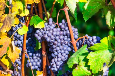 Olgun üzüm. Sonbahar hasadı. Piemonte şarap çiftliği (Piedmont), Kuzey İtalya 'nın ünlü sarmaşık bölgesi.