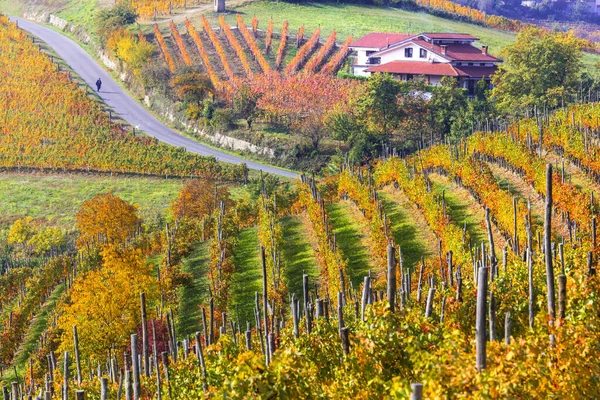 乡村风景 皮埃蒙特的黄金葡萄园和风景如画的村庄 意大利北部著名的葡萄酒产区 — 图库照片