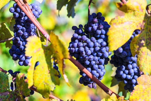 Ripe Grape Autumn Harvest Wine Plantation Piemonte Piedmont Famous Vine — Stock Photo, Image