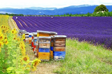 Ayçiçeği, lavanta ve arı kovanı - Provence, Fransa