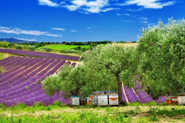 Lavander fält och bikupa i Provence, Frankrike — Stockfoto