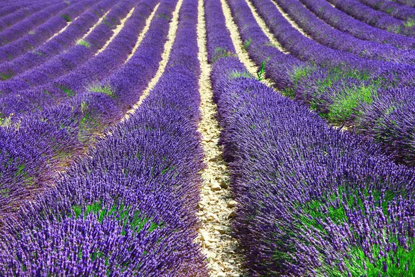 Filas violetas de lavanda floreciente —  Fotos de Stock