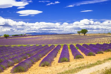 Mor çiçek açan lavande Provence, Fransa alanlarında