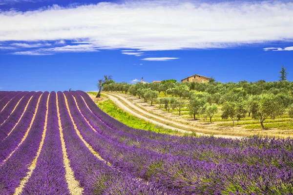 Lavandes em Provença, Francia — Fotografia de Stock