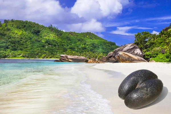Ilhas Seychelles - praia branca com único Coco de mer — Fotografia de Stock