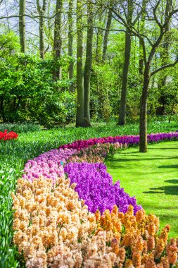 Hollanda'da güzel çiçek Keukenhof park