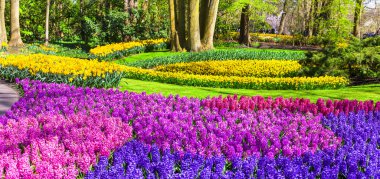Hollanda'da şaşırtıcı floral park Keukenhof