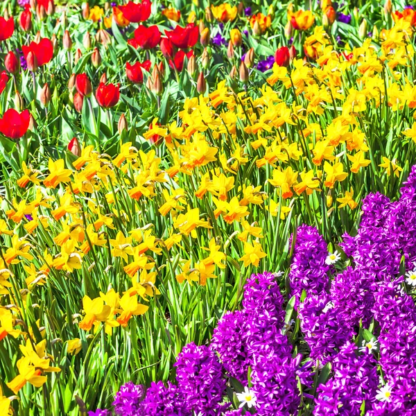 Tulipas florescendo em Keukenhof parque .Holland — Fotografia de Stock