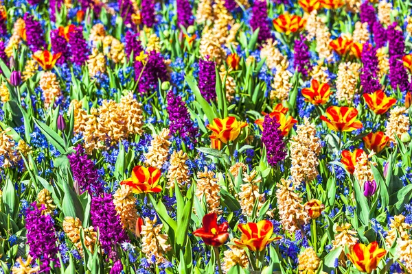 Beautiful vivid floral field in Holland — Stock Photo, Image