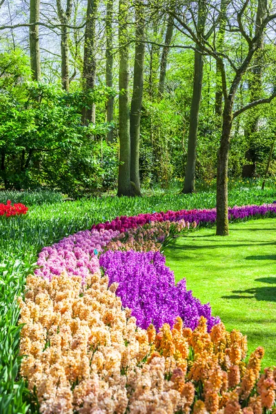 Beautiful floral Keukenhof park in Holland — Stock Photo, Image