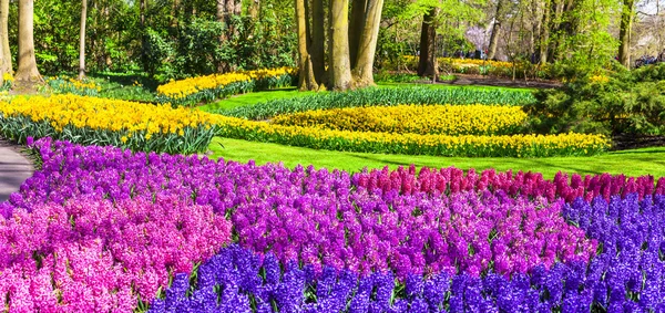 สวนดอกไม้ที่น่าทึ่ง Keukenhof ในฮอลแลนด์ — ภาพถ่ายสต็อก