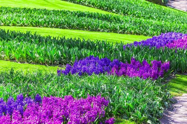 Sunny floral spring in beautiful park Keukenhof . Holland — Stock Photo, Image