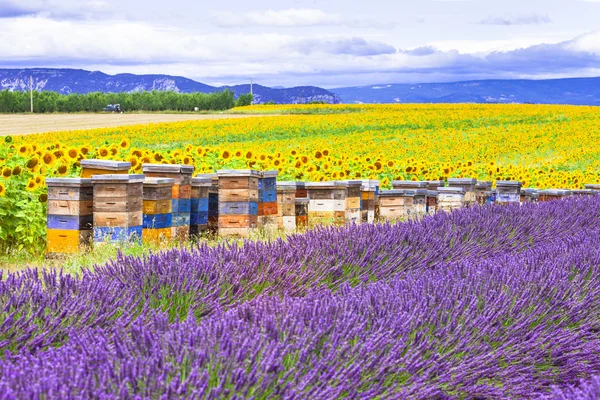 Blooming fields of lavander in Provence — Stok fotoğraf