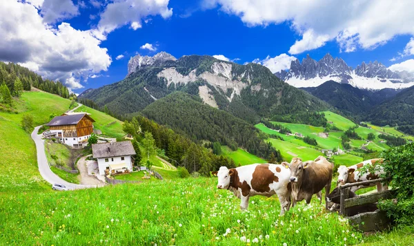 Paysages naturels magnifiques - pâturages des Dolomites — Photo