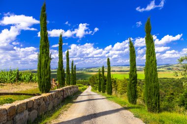 Landscapes of Tuscany, alley with cypresses. Italy clipart