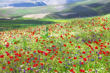 Castelluccio di Norcia çiçek açan alanları-mon ünlü Plato