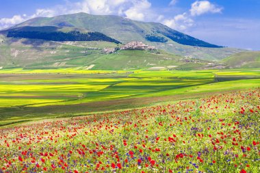 Castelluccio di Norcia çiçek açan alanlarında. Umbria, İtalya