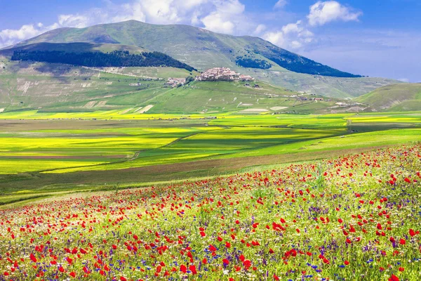 Kvetoucí pole v Castelluccio di Norcia. Umbrie, Itálie — Stock fotografie