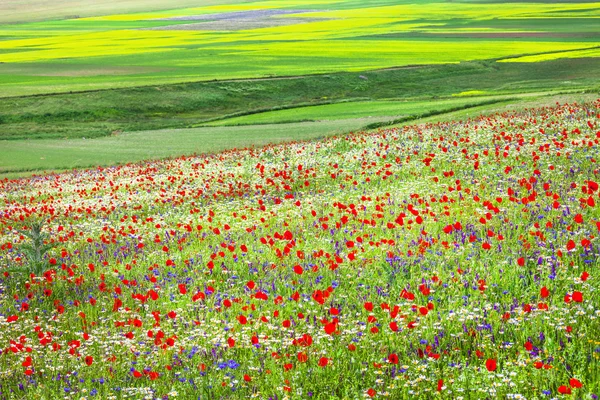 Castelluccio di 阿西西的盛开字段。意大利翁布里亚 — 图库照片