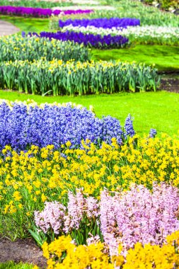Hollanda'da ünlü çiçek bahçeleri ile güzel Keukenhof park