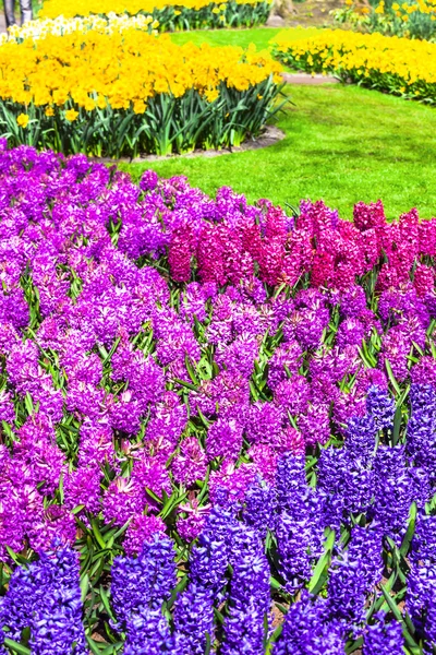 Blooming hyacintus flowers in Keukenhof park in Holland — Stock Photo, Image