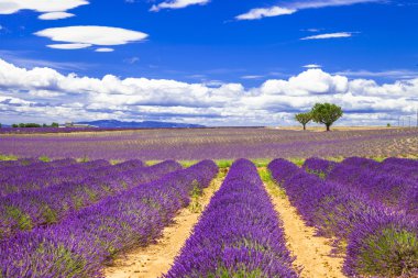 güzel Provence çiçek açan lavanta ile. Fransa