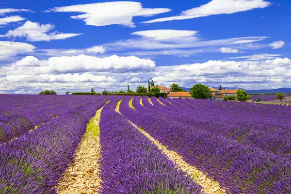 Florecientes sensaciones violetas de lavanda en Provance, Francia —  Fotos de Stock
