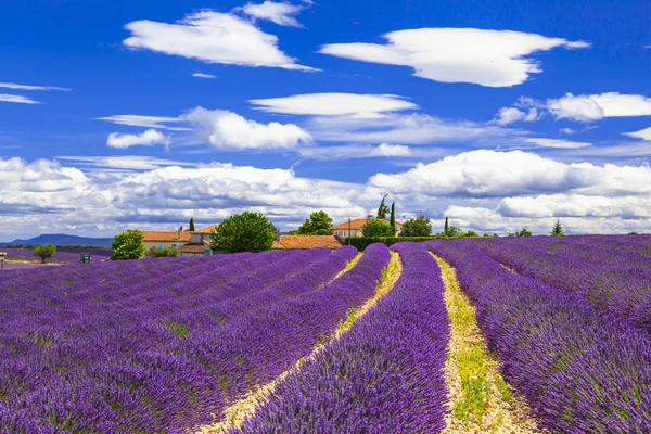 Florecientes sensaciones violetas de lavanda en Provance, Francia — Foto de Stock