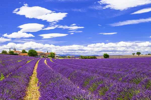 Florescendo sentimentos violeta de lavander em Provance, França — Fotografia de Stock